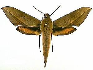 Xylophanes libya