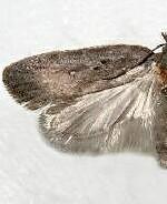 Agonopterix nebulosa