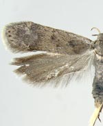 Anacampsis wikeri