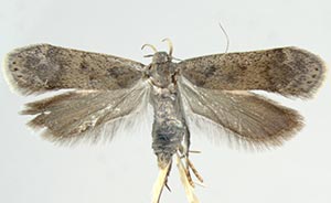 Anacampsis wikeri