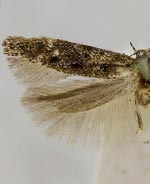 Recurvaria taphiopis