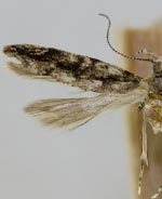 Coleotechnites citriella