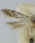 Coleotechnites colubrinae