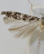 Coleotechnites edulicola