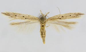 Isophrictis trimaculella