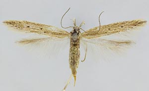 Isophrictis trimaculella