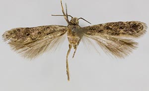 Monochroa disconotella