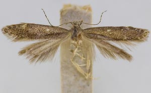 Monochroa disconotella