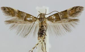 Theisoa multifasciella