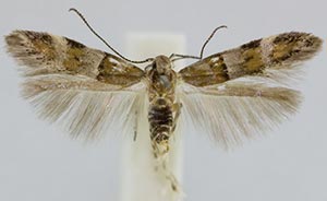 Theisoa multifasciella