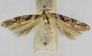 Aristotelia rhoisella