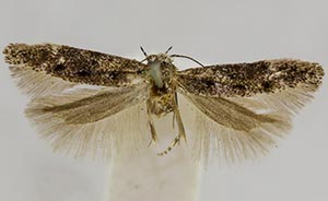 Recurvaria taphiopis