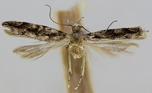 Coleotechnites citriella