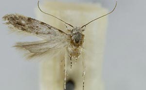 Coleotechnites colubrinae