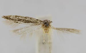 Coleotechnites vagatioella