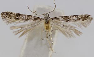 Coleotechnites edulicola