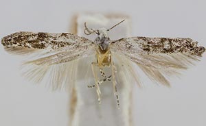 Coleotechnites edulicola