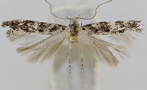 Coleotechnites edulicola