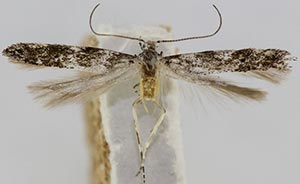 Coleotechnites edulicola