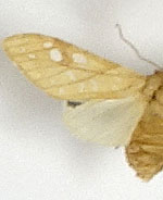 Lophocampa bicolor