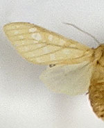 Lophocampa bicolor