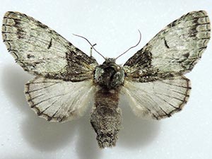 Macrurocampa marthesia