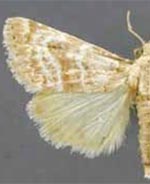 Schinia chrysellus