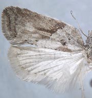 Acleris arcticana