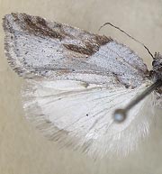 Acleris aenigmana