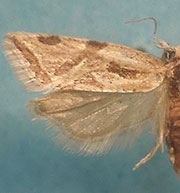 Aethes heleniana