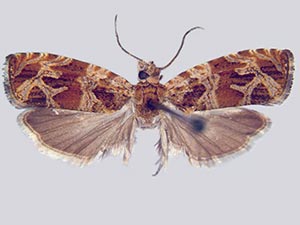 Olethreutes baccatanum