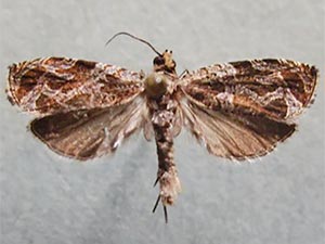 Olethreutes permundana