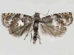 Hendecaneura shawiana