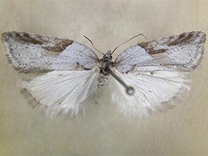 Acleris aenigmana