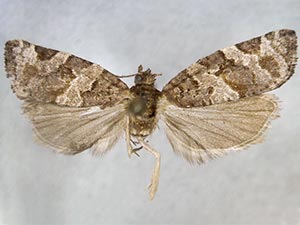 Argyrotaenia floridana