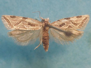 Aethes heleniana