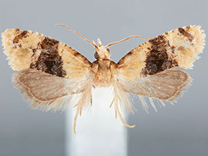 Amphiphala liatriana