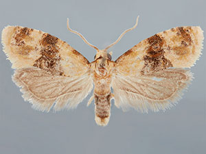 Amphiphala liatriana