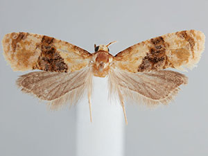 Amphiphala landryana