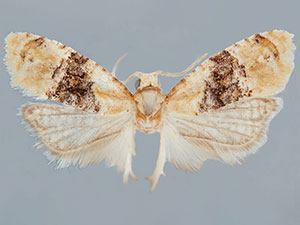 Amphiphala carolana