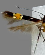 Cosmopterix damnosa