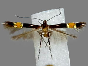 Cosmopterix damnosa