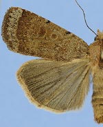 Abagrotis benjamini