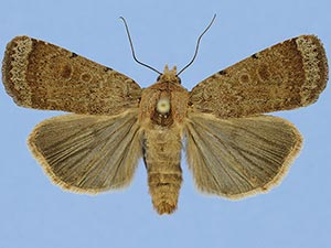 Abagrotis benjamini