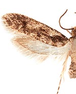 Niditinea fuscella