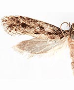 Niditinea orleansella