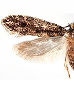 Niditinea orleansella