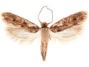 Niditinea fuscella