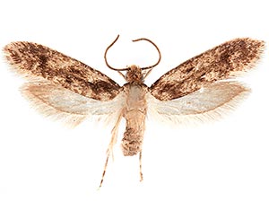 Niditinea fuscella