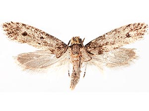 Niditinea orleansella